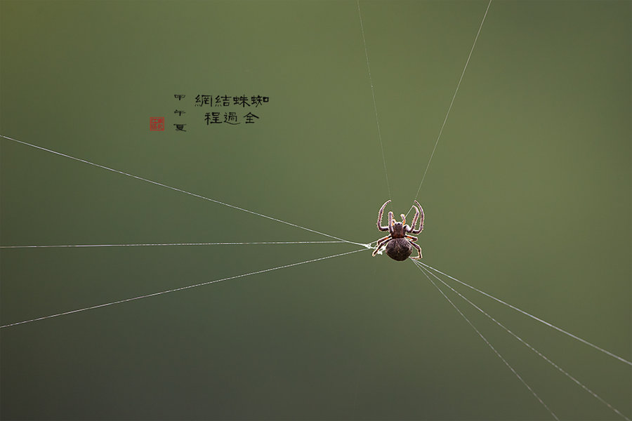 蜘蛛结网全过程