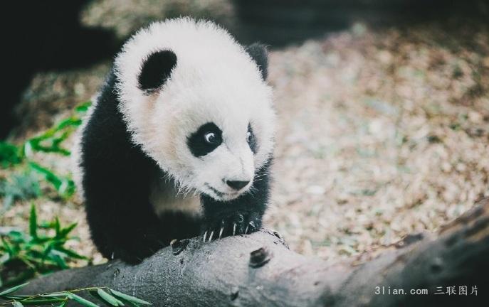 小团子熊猫图片