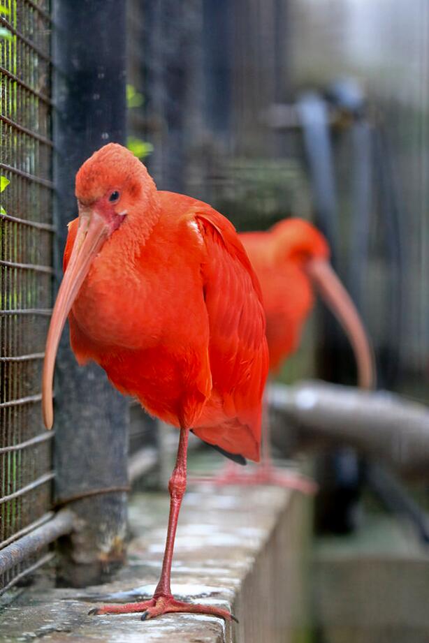 世界珍稀鸟类红鹮