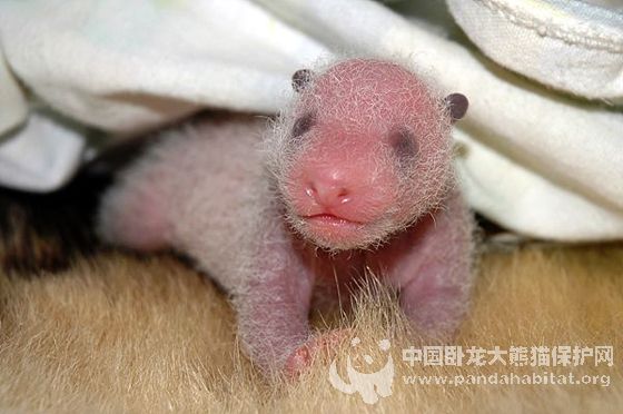 刚出生熊猫幼崽图片