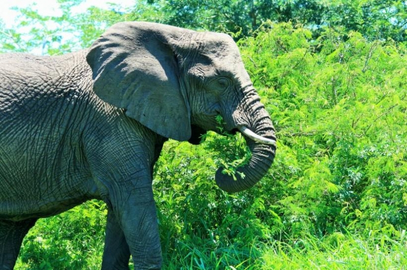 非洲大象森林动物图片