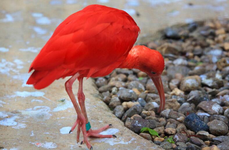 世界珍稀鸟类红鹮