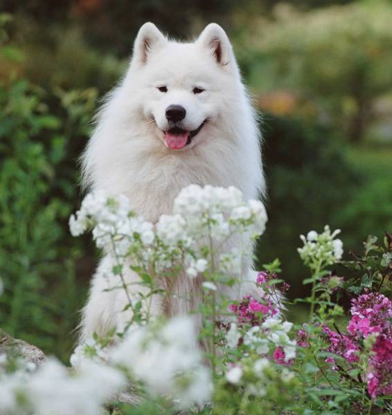 超可爱的萨摩耶犬高清图片