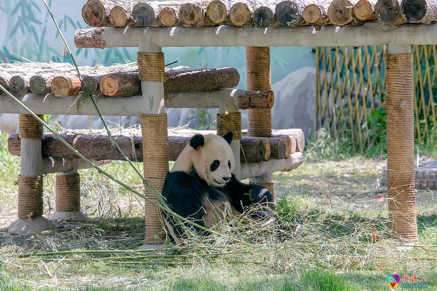 动物园的大熊猫