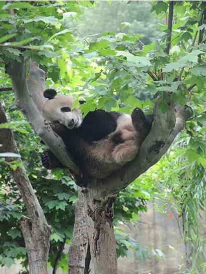 功夫熊猫树上酣睡享午后时光