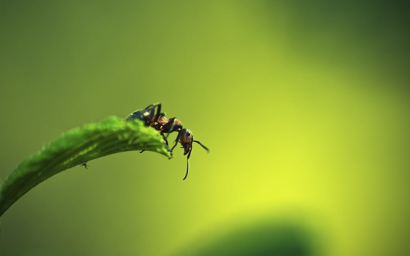 蚂蚁微距图片