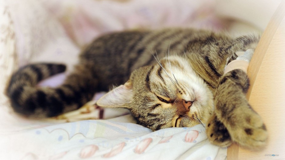 英国虎斑猫睡觉的图片