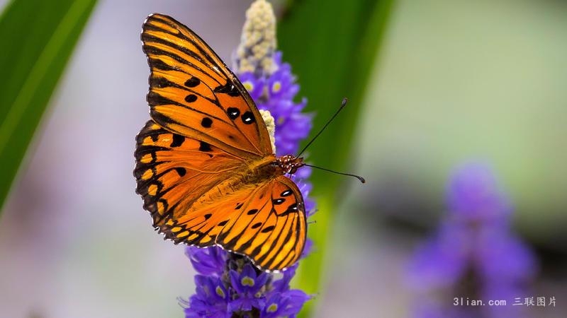 唯美漂亮的蝴蝶图片