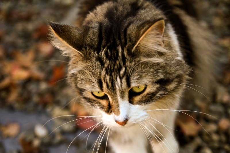 猫咪头部特写图片