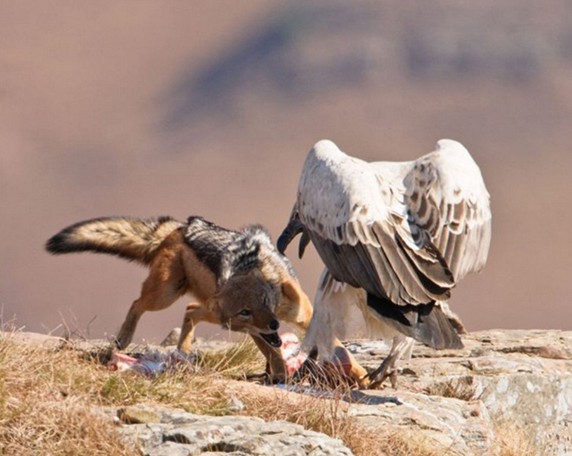 秃鹰与财狼争食
