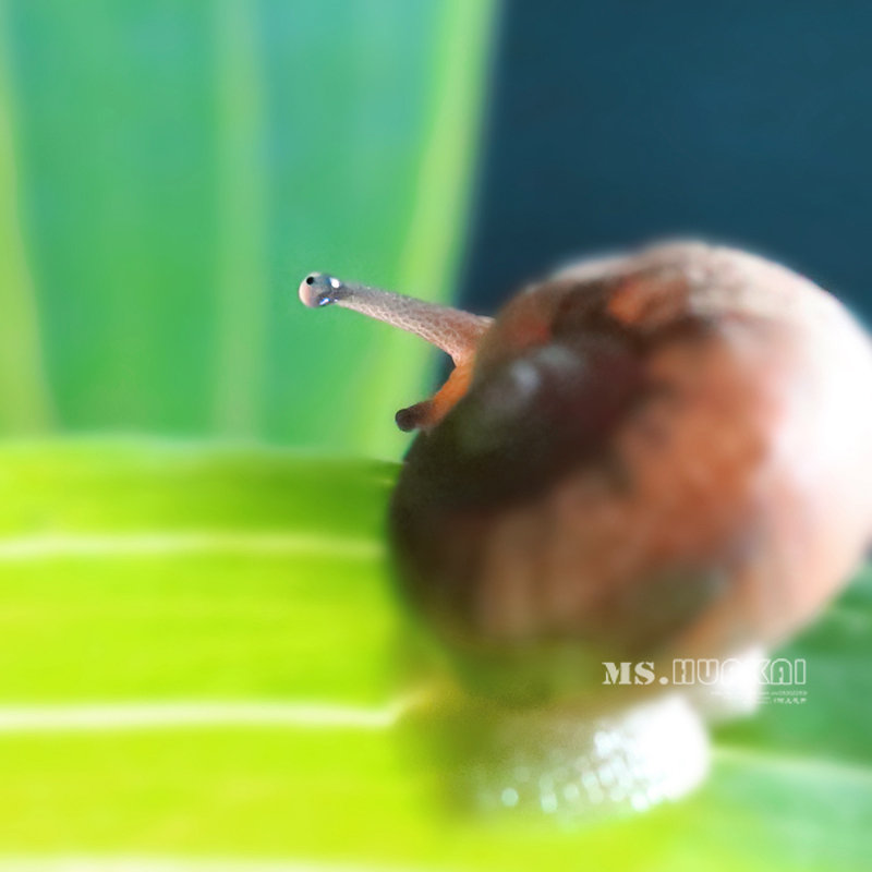 蜗牛爱美丽