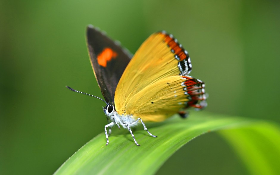 动物世界昆虫高清摄影图片