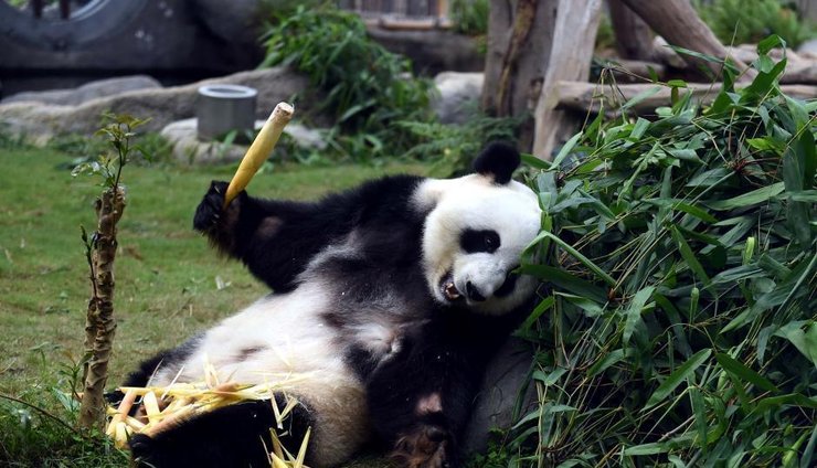 大熊猫盈盈乐乐