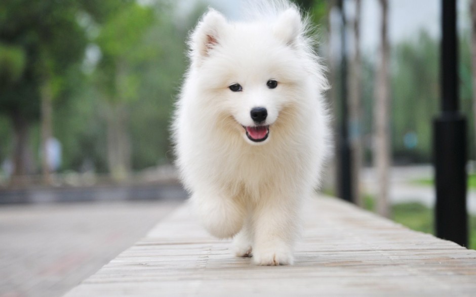 欢乐飞奔的萨摩耶犬图片
