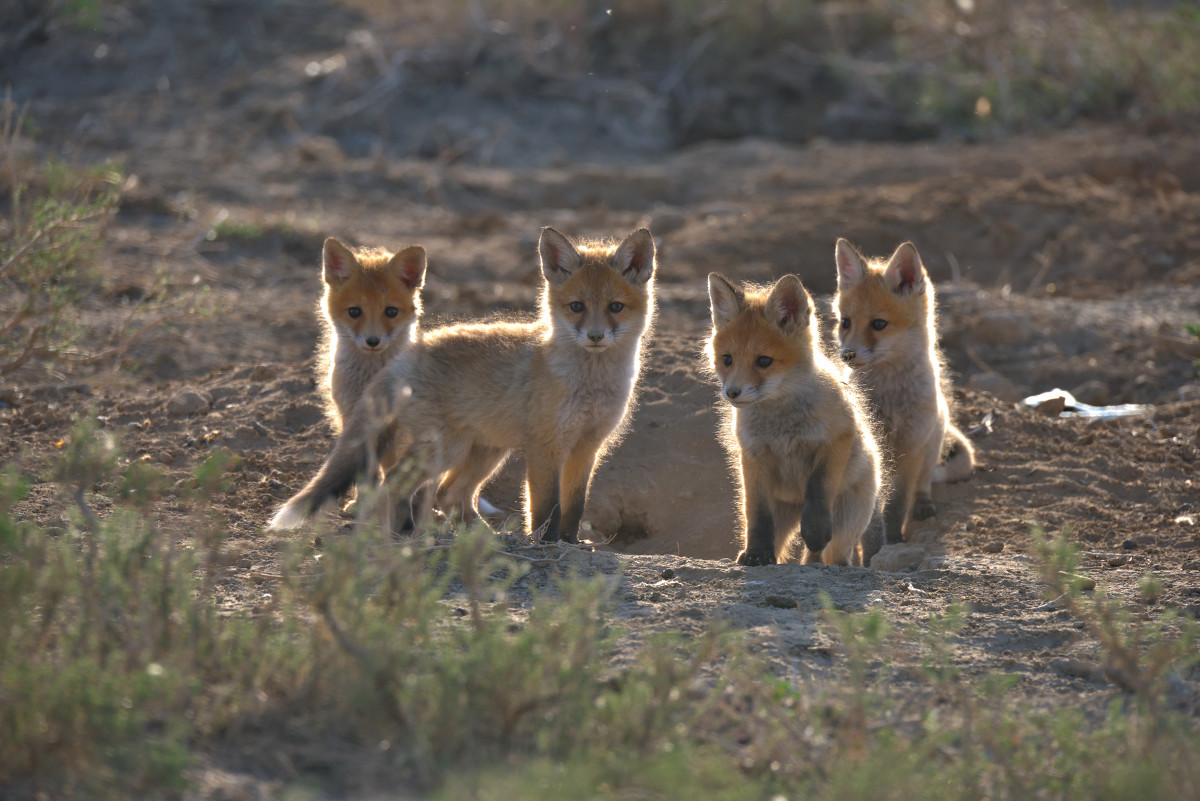 高清赤狐狸摄影图片