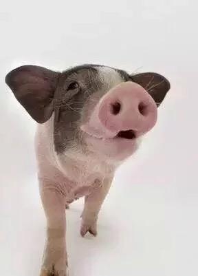 可爱的小猪猪图片