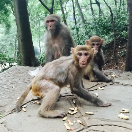 黔灵山上的猴子图片