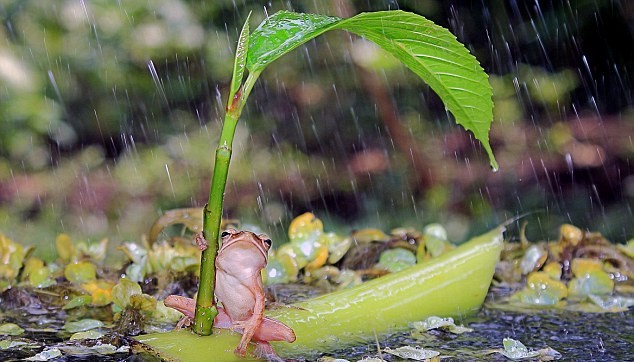 树蛙撑叶子伞遮风挡雨