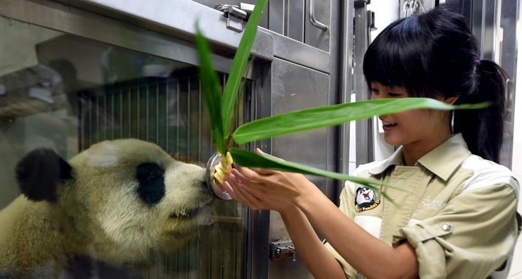 大熊猫盈盈乐乐