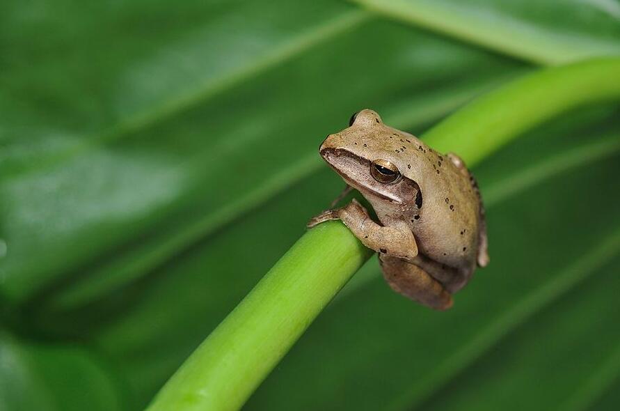 斑腿树蛙图片