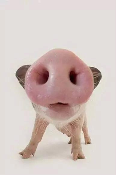 可爱的小猪猪图片