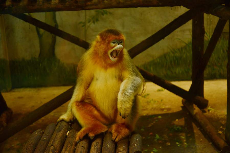 动物园里的金丝猴