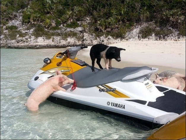 加勒比海小野猪酷爱游泳