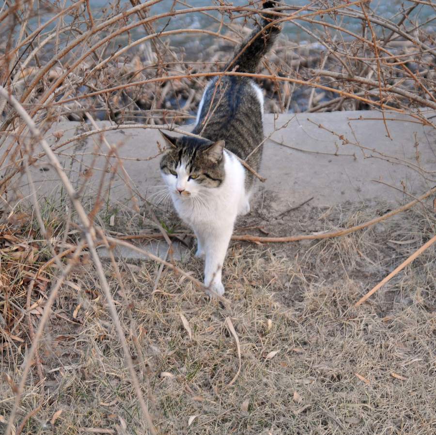 无拘无束的流浪猫