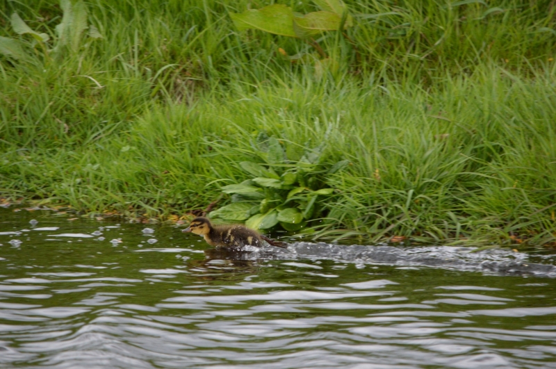 池塘游泳的鸭子图片
