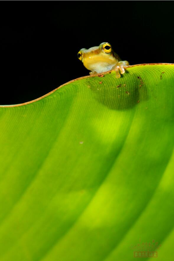 小树蛙的魅力