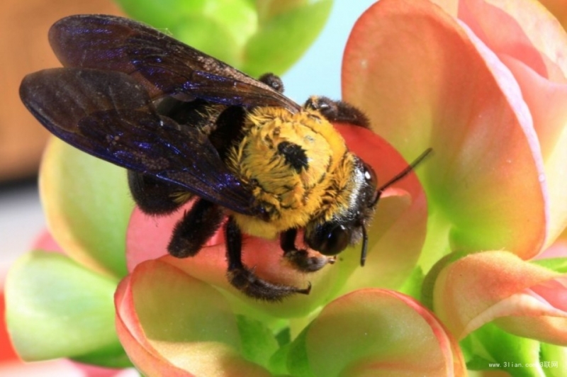 昆虫黄蜂图片