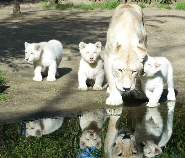 罕见白狮一家人
