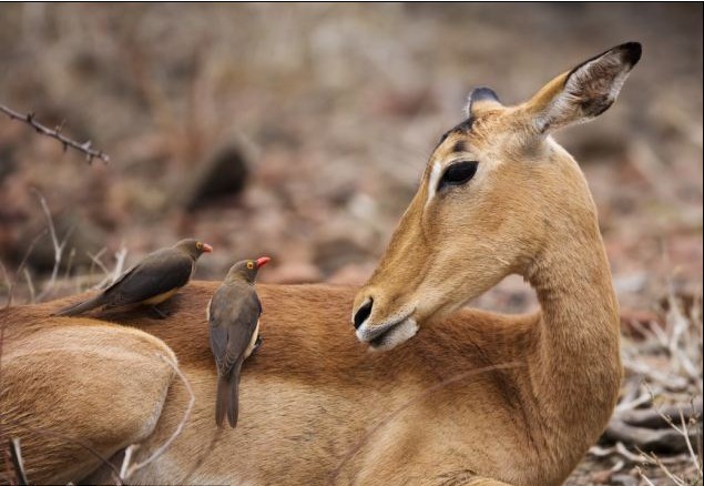 红嘴牛椋鸟与它的朋友黑斑羚羊