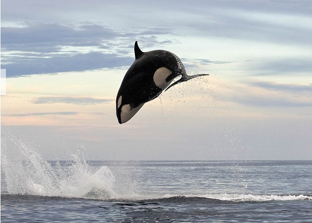 虎鲸捕食海豚的震撼照片
