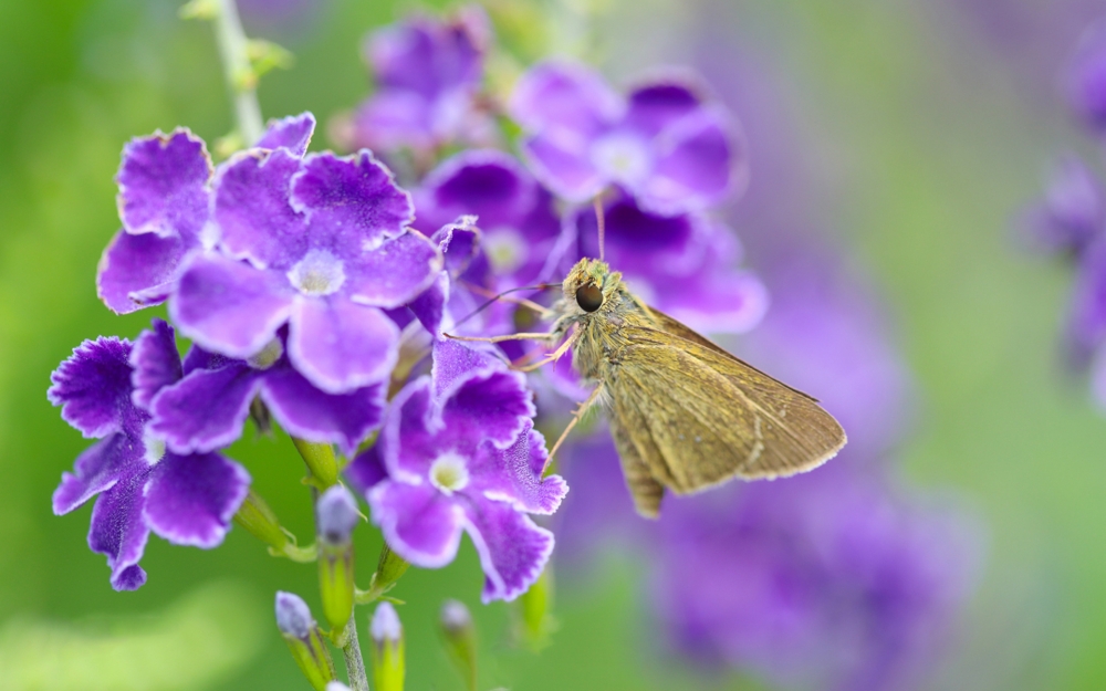 蝴蝶飞舞在紫色花花上的唯美系图片