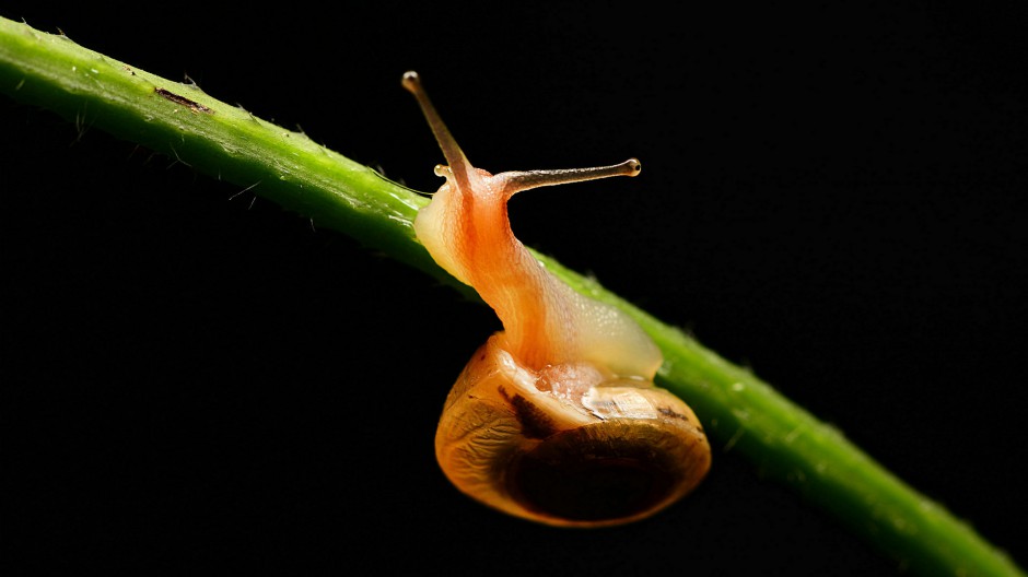 可爱的蜗牛高清微距摄影图片