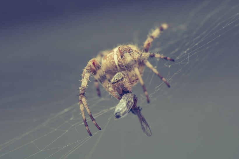 一只蜘蛛高清图片