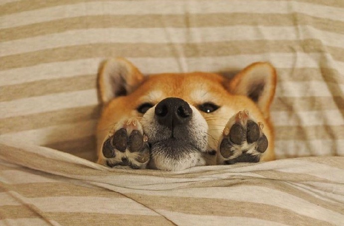 呆在床上睡懒觉的可爱柴犬宝宝图片