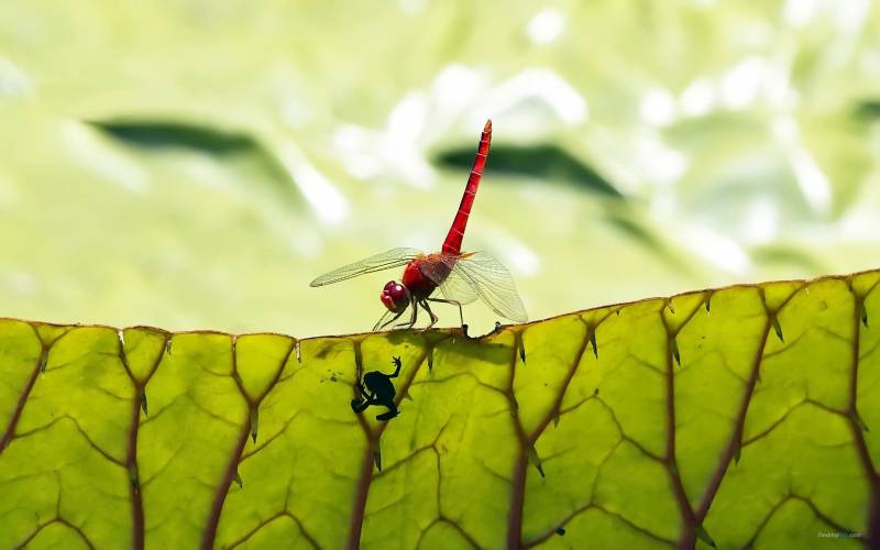 夏天美丽的蜻蜓高清图片