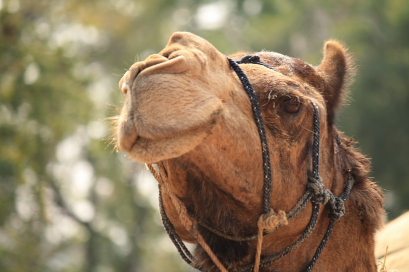 骆驼高清图片