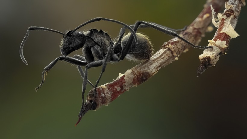 蚂蚁微距图片