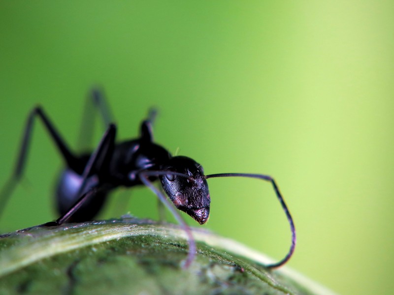 多变形态黑蚂蚁图片
