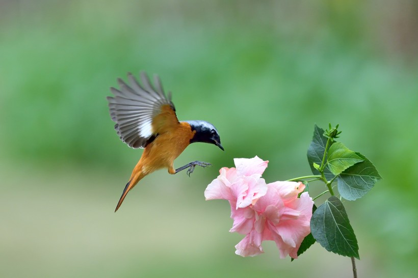 追逐花朵的北红尾鸲雄鸟图片