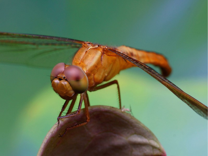 微距蜻蜓图片