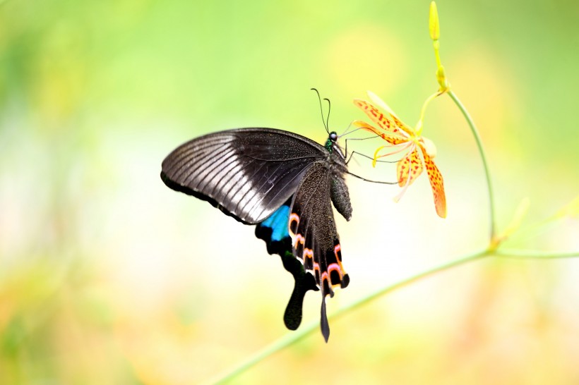 花间飞舞的蝴蝶图片
