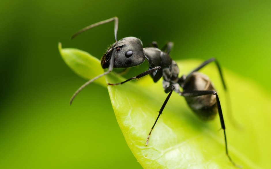 蚂蚁昆虫图片微距特写