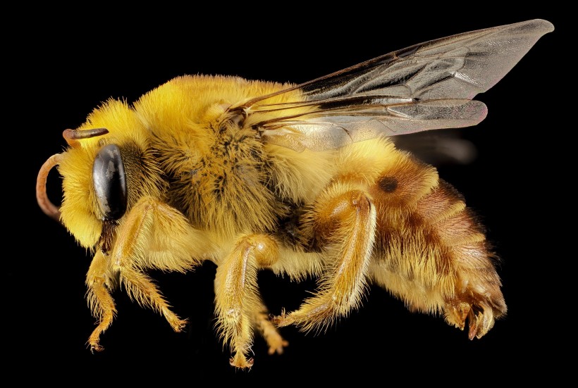 蜜蜂高清放大特写图片