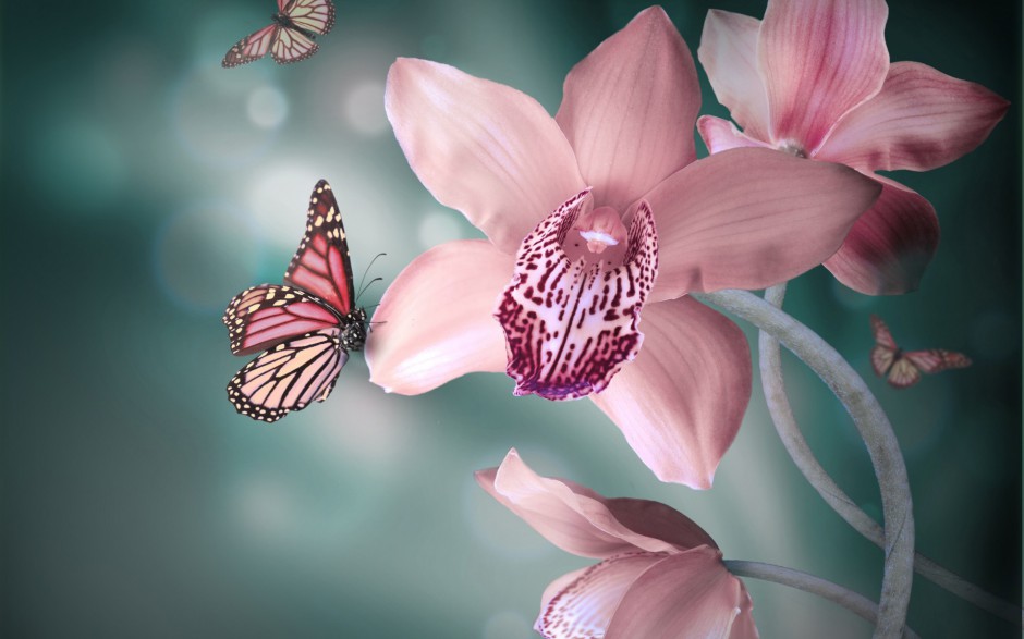 超清唯美蝴蝶与鲜花春天浪漫风景图片