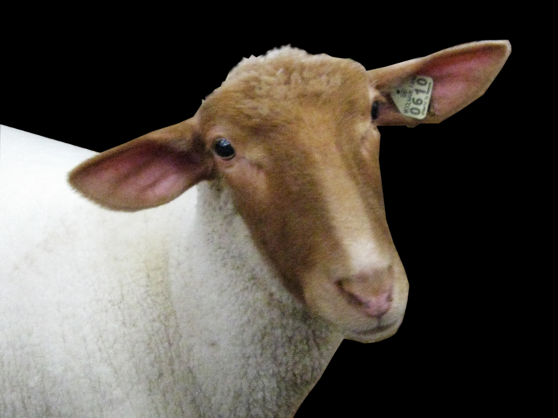 羊族透明背景PNG图片