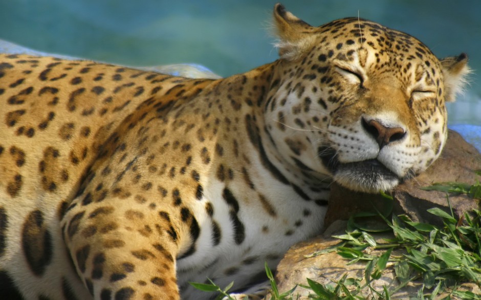 亚洲花豹图片高清动物壁纸下载
